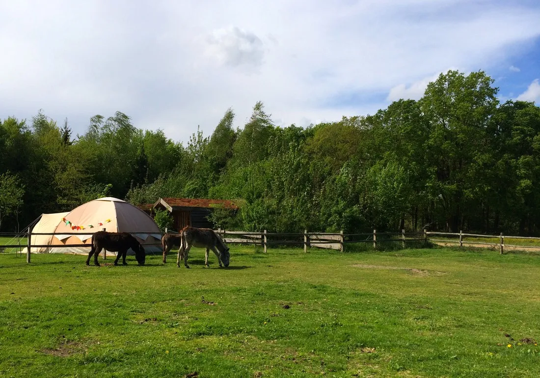 minicamping-ezelcamping-in-t-niet-maasbree-5pchj