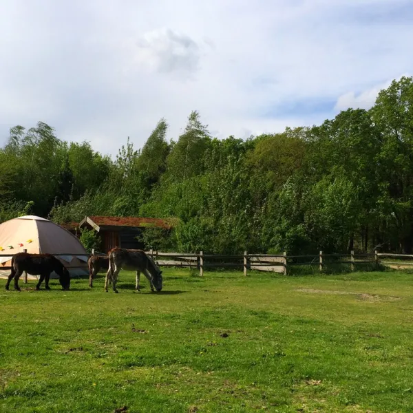 minicamping-ezelcamping-in-t-niet-maasbree-5pchj