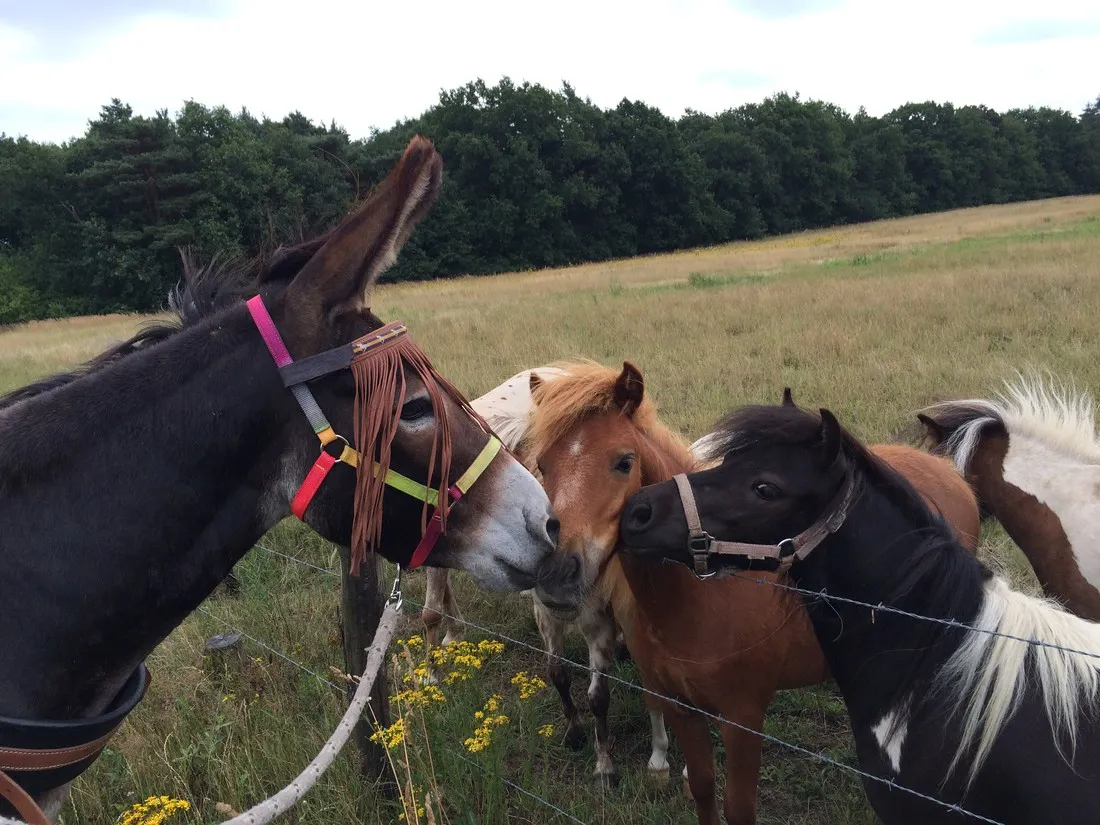 minicamping-ezelcamping-in-t-niet-maasbree-dntjs