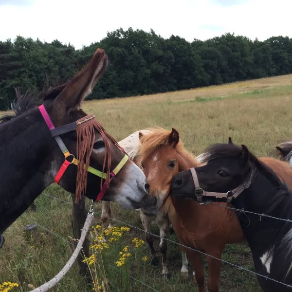 minicamping-ezelcamping-in-t-niet-maasbree-dntjs