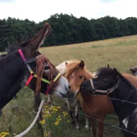 minicamping-ezelcamping-in-t-niet-maasbree-dntjs
