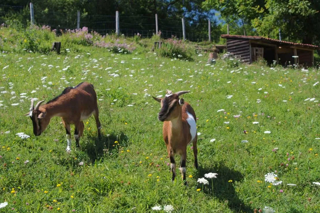 camping-des-gorges-de-loignin-matafelon-lr6io