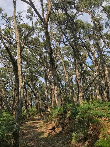 blanket-bay-campground-cape-otway-tenso