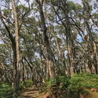 blanket-bay-campground-cape-otway-tenso