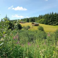 Matilda's Field