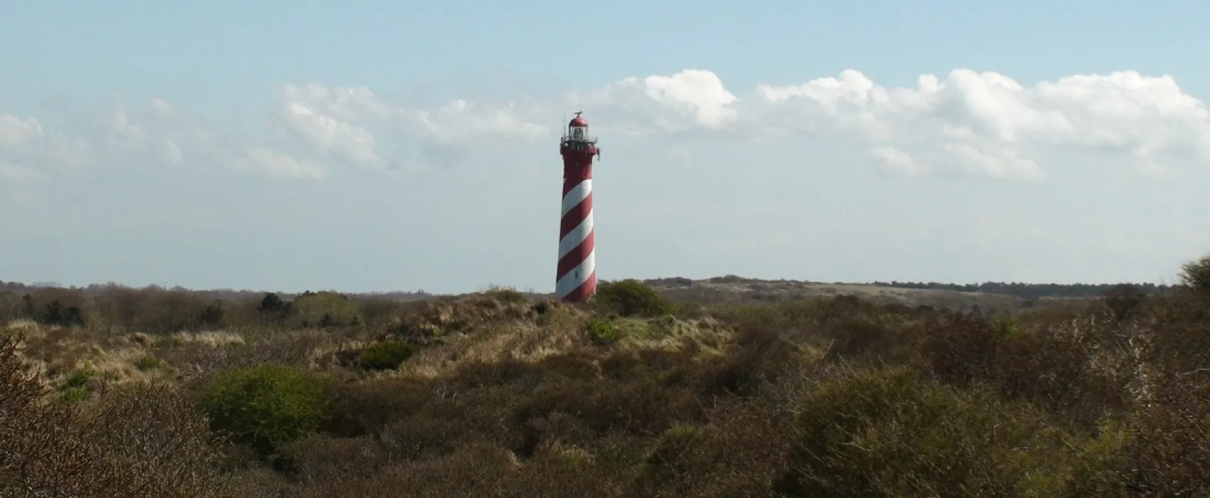 Ginsterveld