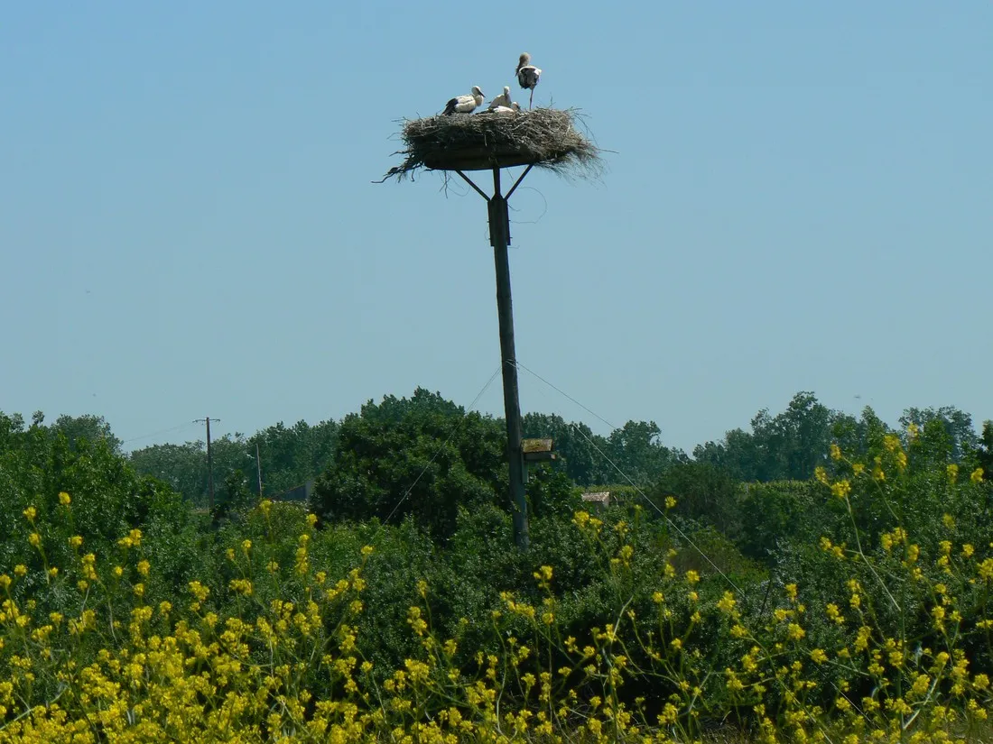 au-chene-vert-saint-bonnet-sur-gironde-eaapr