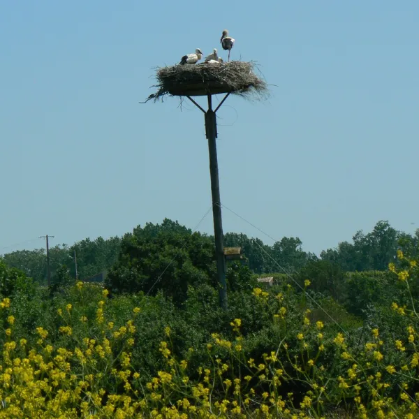 au-chene-vert-saint-bonnet-sur-gironde-eaapr