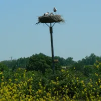 au-chene-vert-saint-bonnet-sur-gironde-eaapr