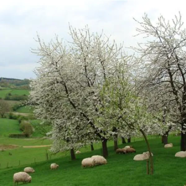 rozenhof-epen-yez09
