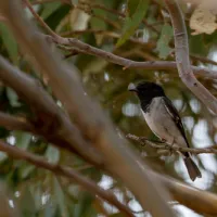 Mount Terrick Terrick Campground