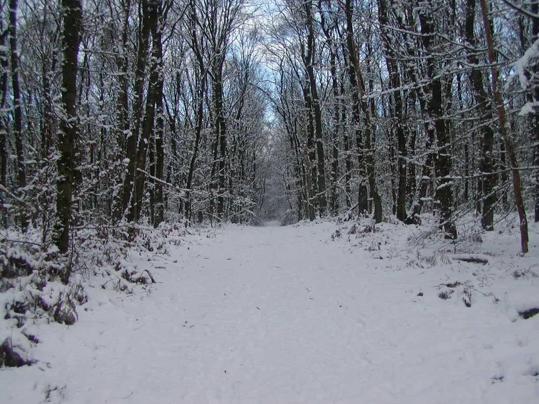bospark-de-tonnenberg-speuld-icybg