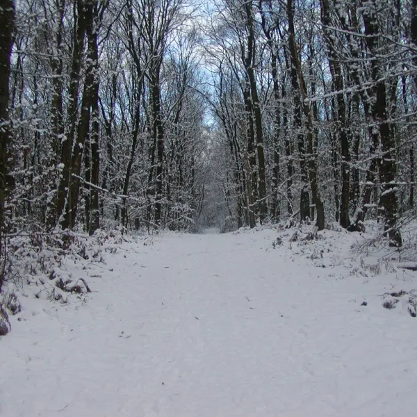 bospark-de-tonnenberg-speuld-icybg
