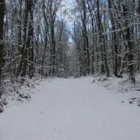 bospark-de-tonnenberg-speuld-icybg