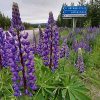 nederhogen-vildmarkscenter-camping-ratan-dmifk