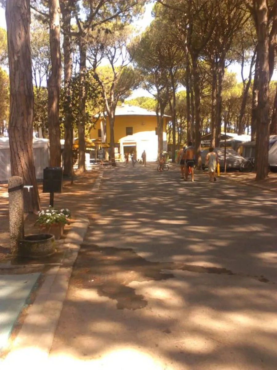 mare-e-pineta-lido-di-spina-adriatische-riviera-xqvxw