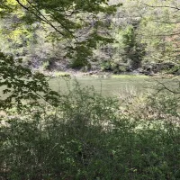 pettecote-junction-campground-cedar-run-ayy3e