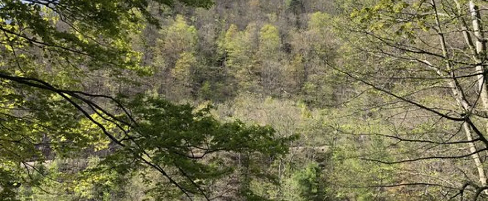 Pettecote Junction Campground