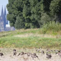 camping-stadt-koln-koln-poll-hkw5u