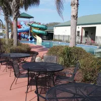 Cajun Palms
