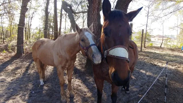 shangri-la-trailhead-campground-ocala-sqm97