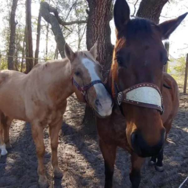 shangri-la-trailhead-campground-ocala-sqm97