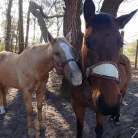 shangri-la-trailhead-campground-ocala-sqm97