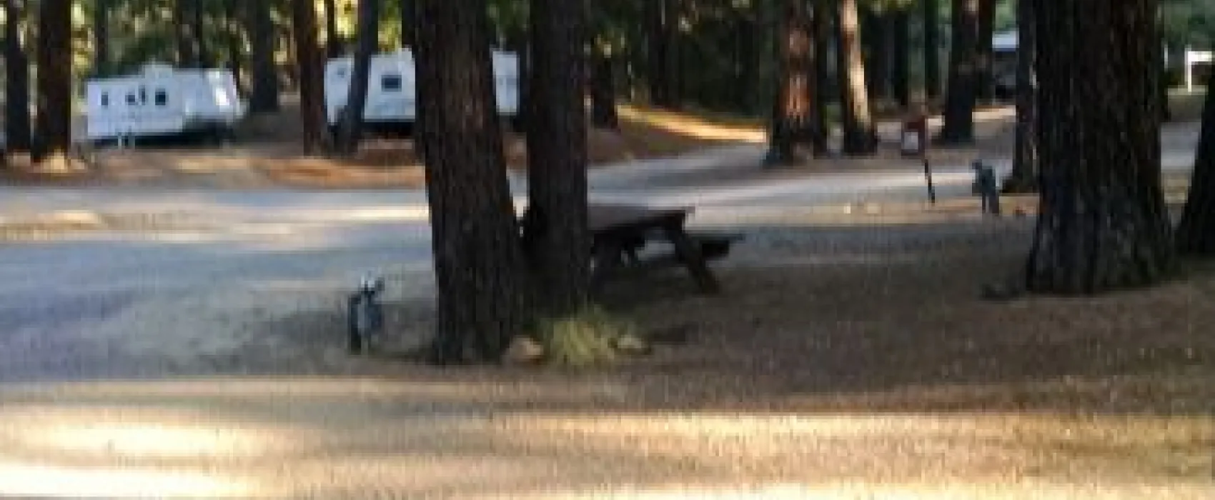 Sierra Springs Rv Resort