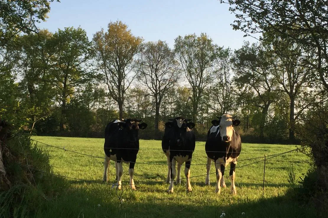 camping-de-wedze-twijzel-bu0ht