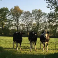 camping-de-wedze-twijzel-bu0ht
