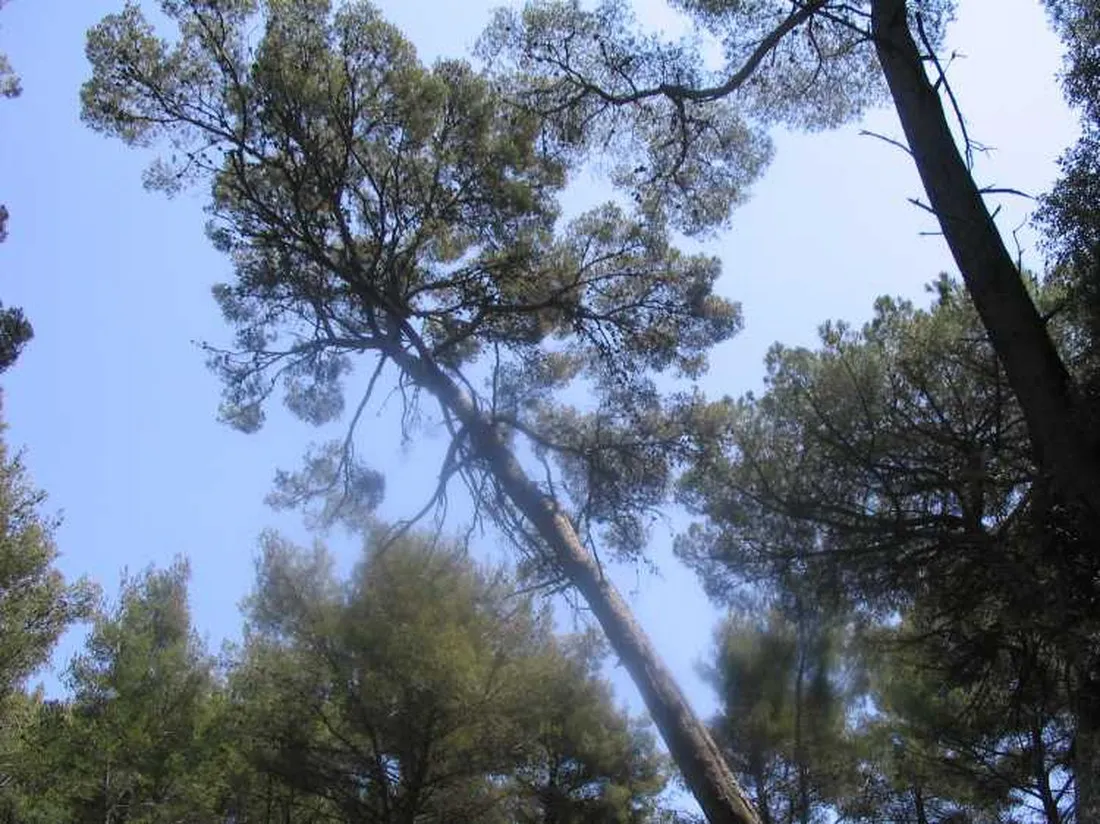 domaine-de-la-foret-de-janas-la-seyne-sur-mer-s6m4b