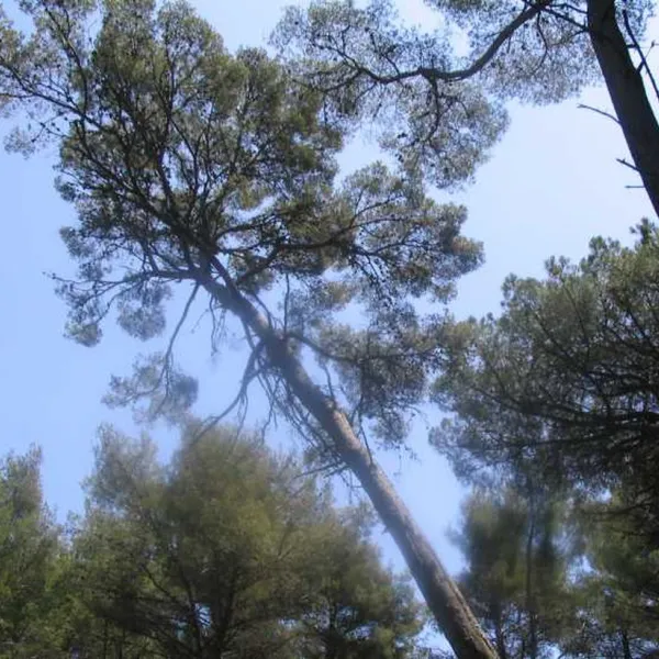 domaine-de-la-foret-de-janas-la-seyne-sur-mer-s6m4b