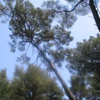 domaine-de-la-foret-de-janas-la-seyne-sur-mer-s6m4b