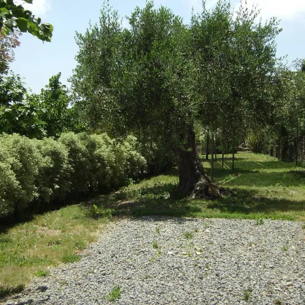 agricamping-a-bunda-di-alessandro-giraudi-bordighera-itvsg