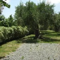 agricamping-a-bunda-di-alessandro-giraudi-bordighera-itvsg
