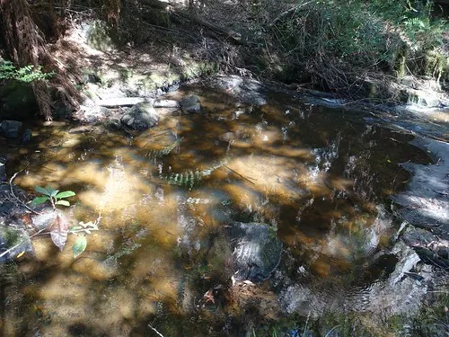 lilydale-falls-campground-lilydale-laekg