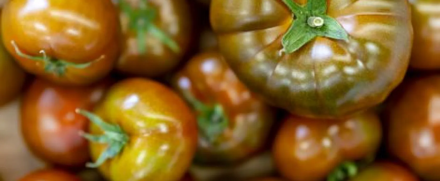 Warberg Tomateria