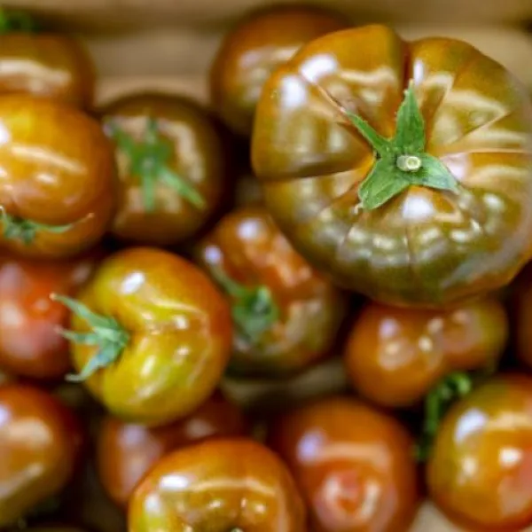 warberg-tomateria-varberg-du4mp