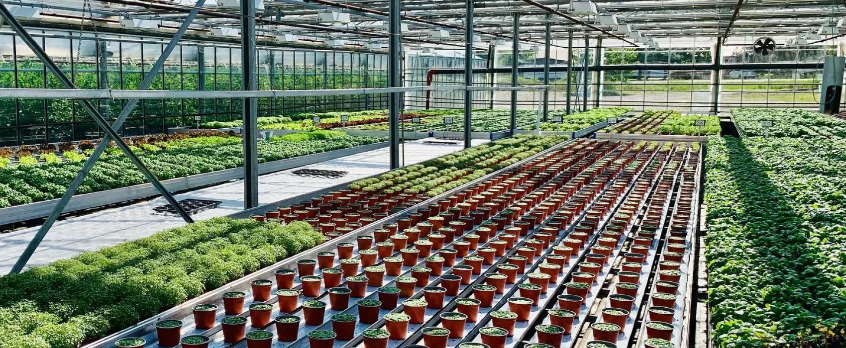 Warberg Tomateria