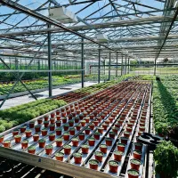 Warberg Tomateria