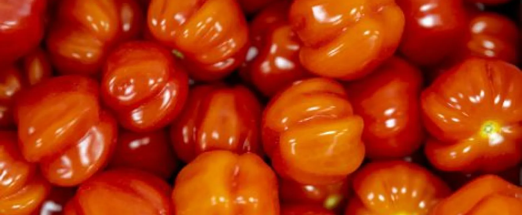 Warberg Tomateria