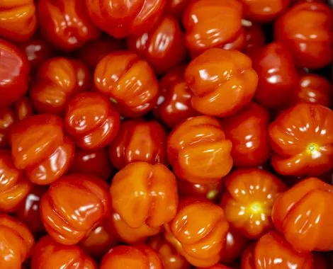 warberg-tomateria-varberg-pdw0u