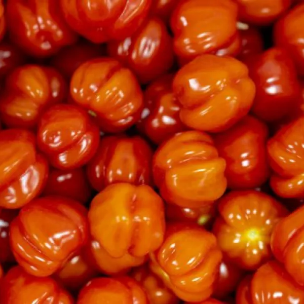 warberg-tomateria-varberg-pdw0u