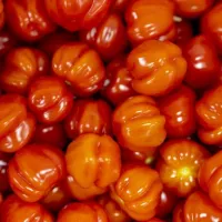 warberg-tomateria-varberg-pdw0u