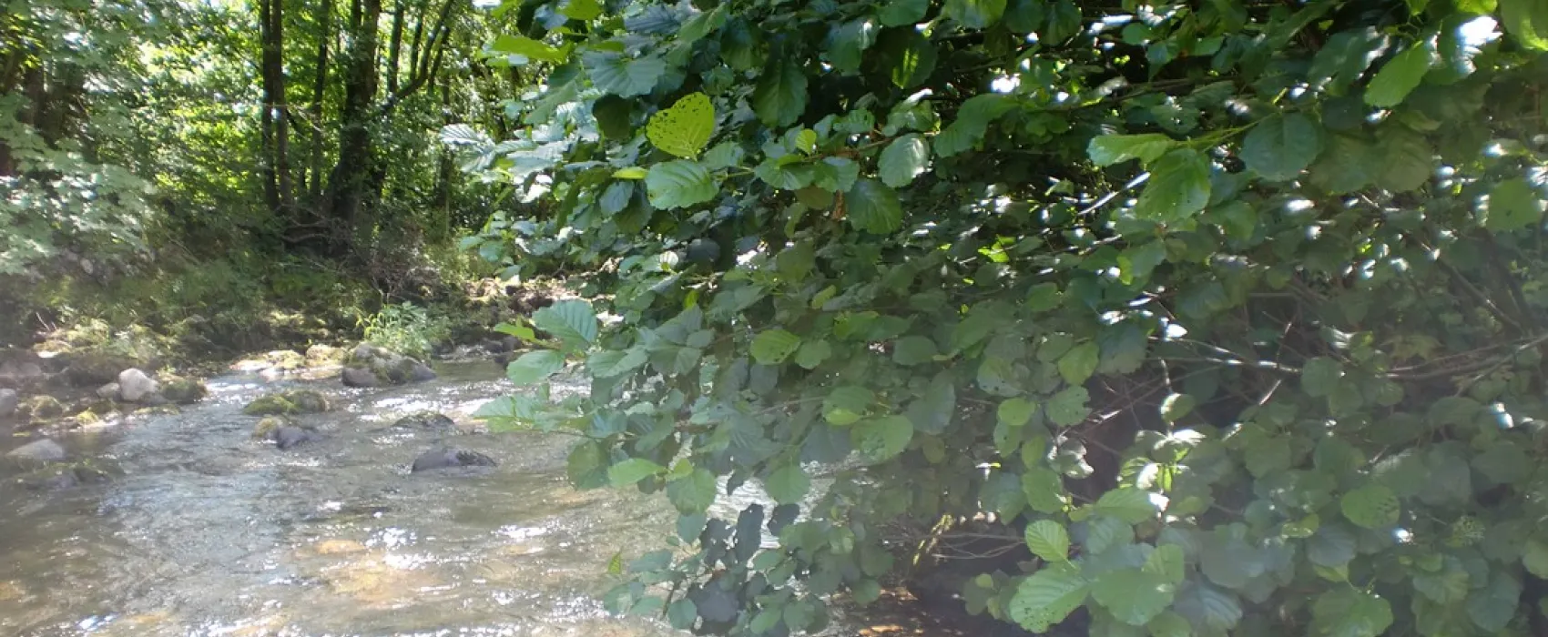 Schönenbuchen