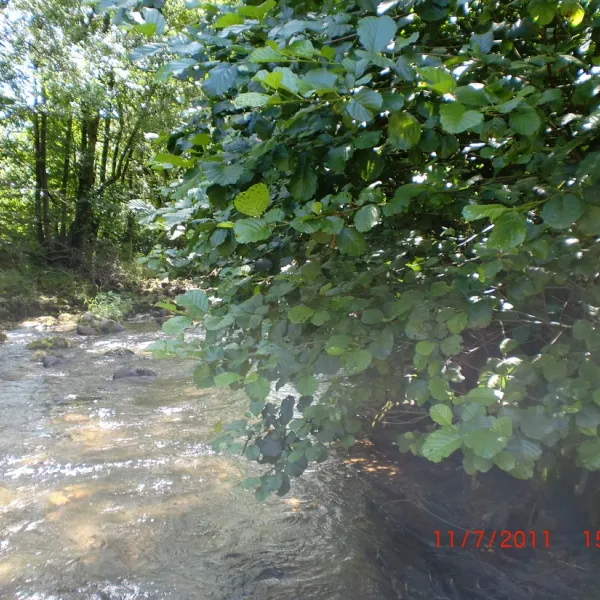 schonenbuchen-schonau-im-schwarzwald-y5j2a