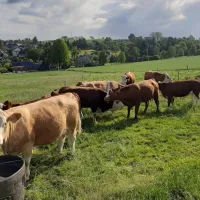 minicamping-hoheneck-am-bauernhof-stollbergerzgebirge-tbpih