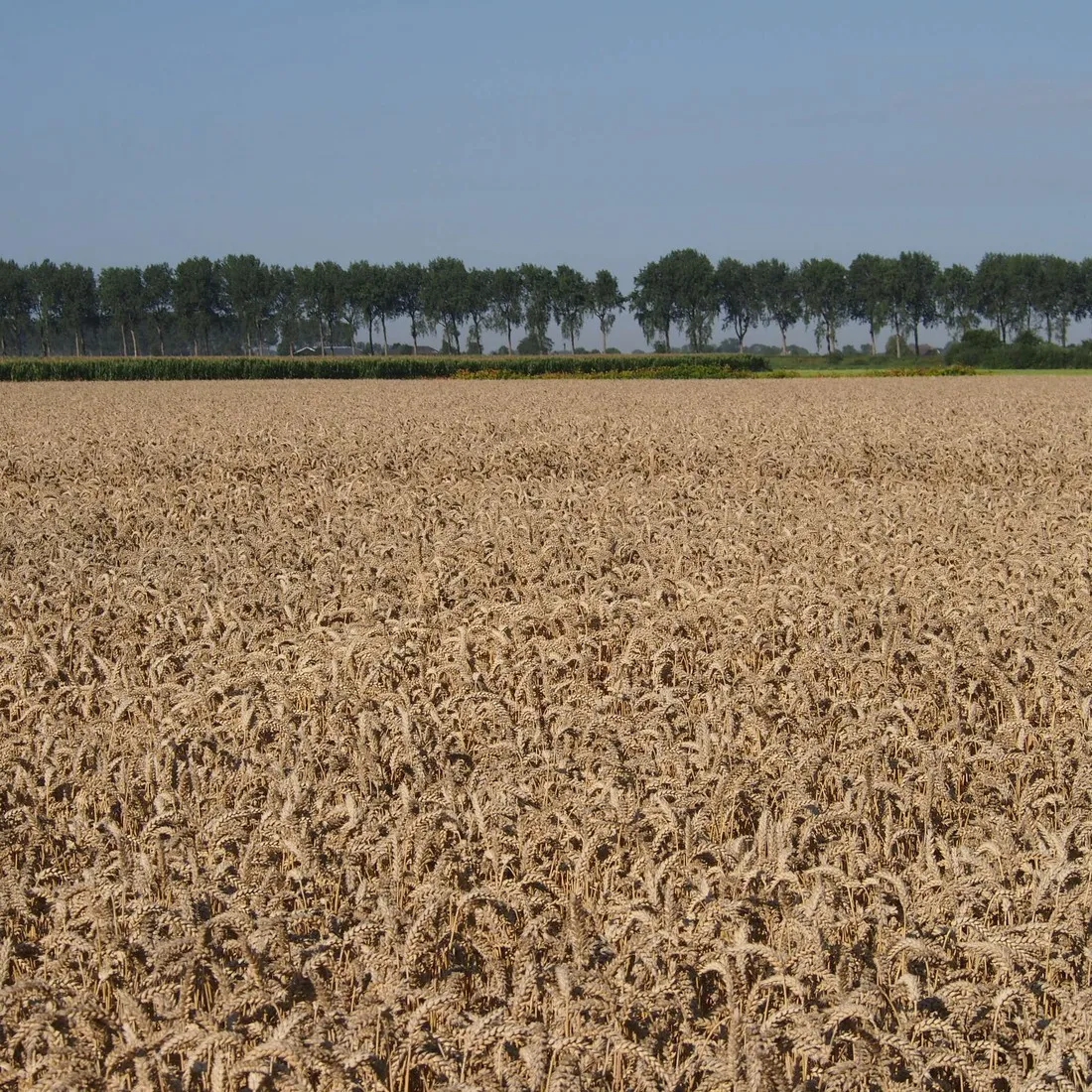 de-blikken-groede-ipfcd