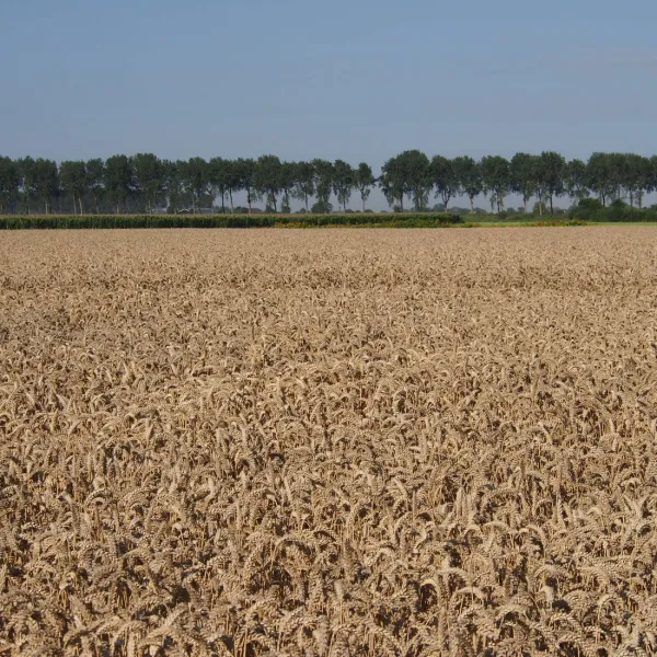 de-blikken-groede-ipfcd