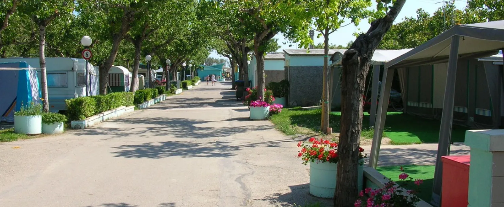 Alberello
